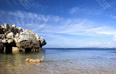 Dog beach