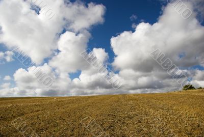 Golden meadow