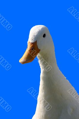 White duck