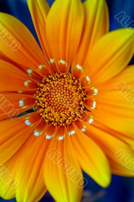 Yellow flower closeup