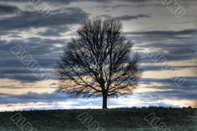 sunset landscape with tree silhouette