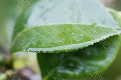 Water drops on plant leaf