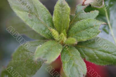 Water drops on plant leaf