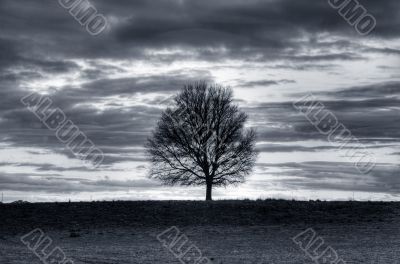 sunset landscape with tree silhouette