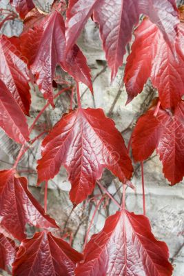 lust red leaves on wall