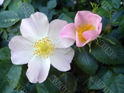 Dog rose