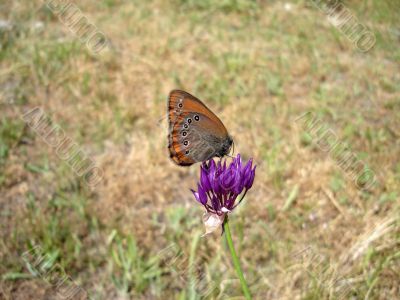 The butterfly on a flower