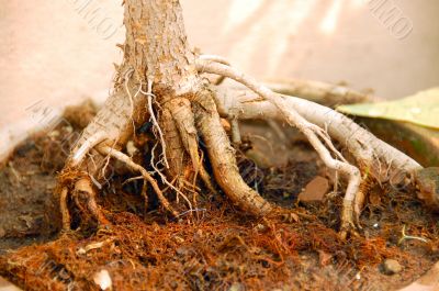 Bonsai Plant roots