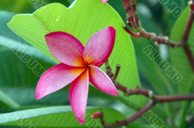 Pink Plumeria Flower