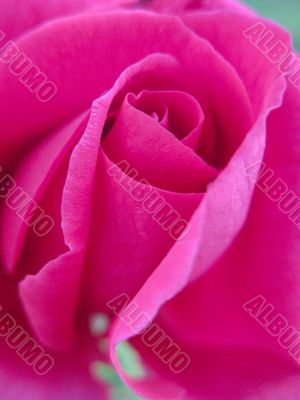 Pink Rose Closeup