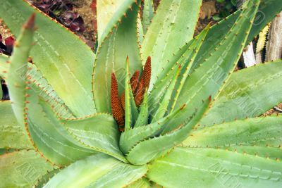 Flowers on Aloe Succulent Plant