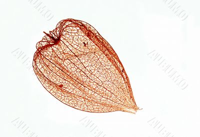 abtract - net - physalis alkekengi