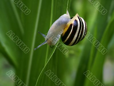 snail on edge