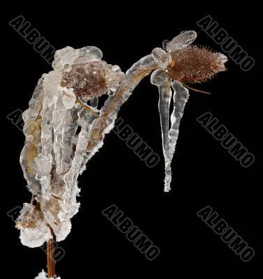 frost-bound thistle