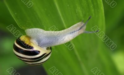 snial on the leaf