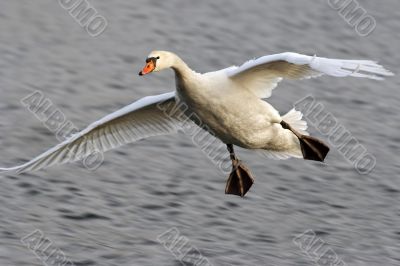 flying swan