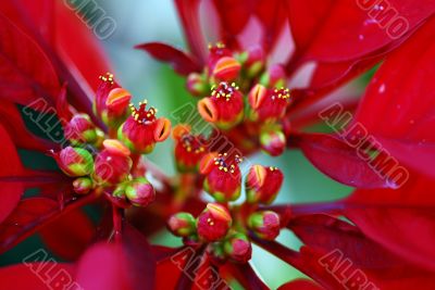 Poinsettia Red Flowers on Christmas