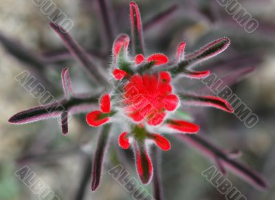 Wildflower in Desert