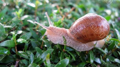 Snail Crawling on grass