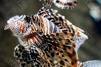 Lion Fish