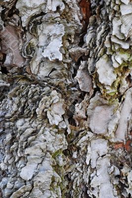 Tree Bark Texture Background