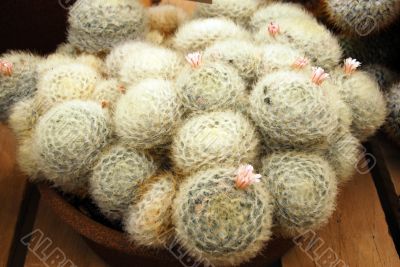 Cactus mammilaria plumosa