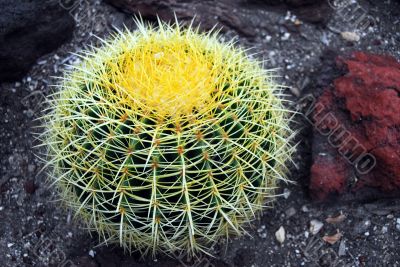 Cactus Echinocactus grusonii