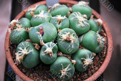 Lithops with pink flower