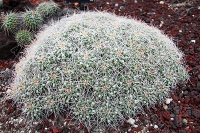 Cactus mammilaria compressa