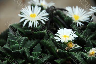 Lithops faucaria candida white flowers