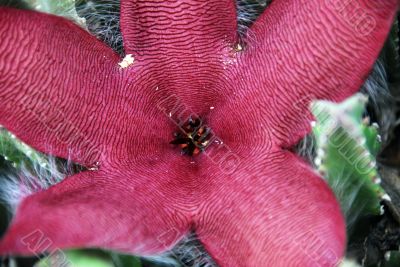 Pink Cactus  Flower