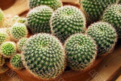 Cactus mammilaria zeilmenniana