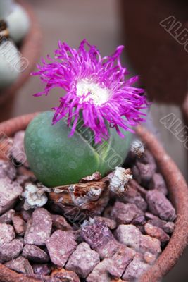 Lithops argyraderma with pink flower