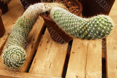 Cactus mammilaria booli