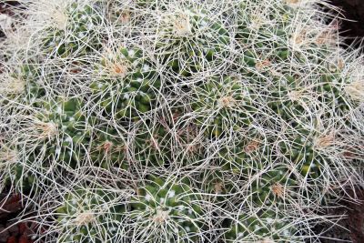 Cactus  mammillaria