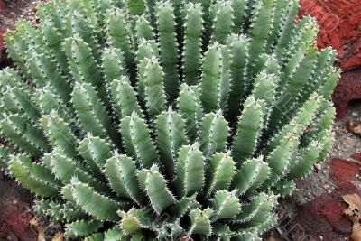 Cactus Bush