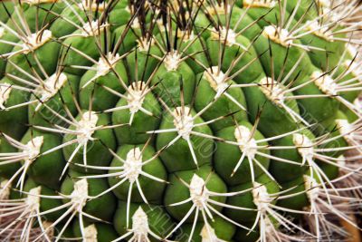 Cactus Closeup