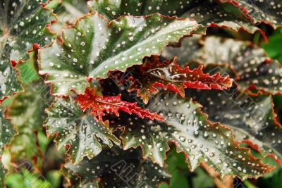 Red Green Leaves