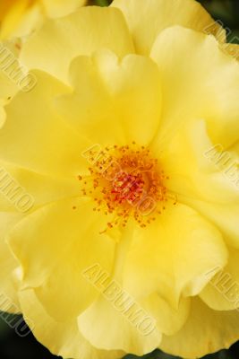 Yellow Rose Closeup