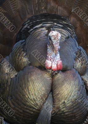 Wild Turkey (Meleagris gallopavo)