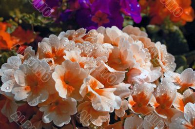 Dewdrops on Flower