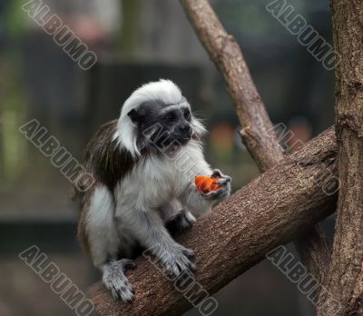 marmoset