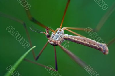 crane fly