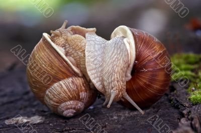 snails like a wrestlers