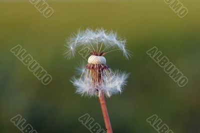 dandelion