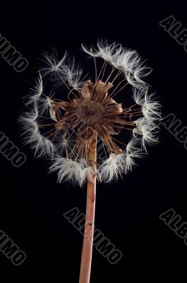 dandelion