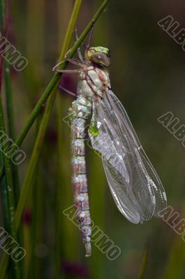 callow adult