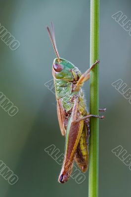 grasshopper on the blade of grass