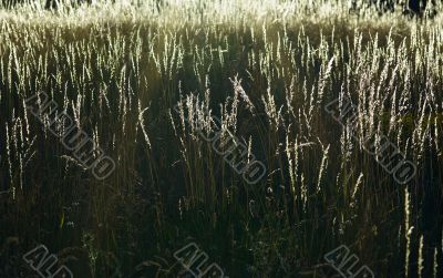 grass