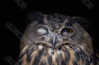 eagle owl